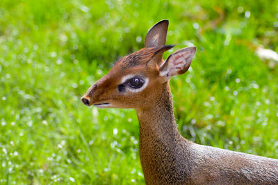 Side view of dik-dik on grassy field during sunny day