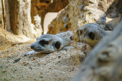 Meerkat is in the shadow on the sand. and looking at something.