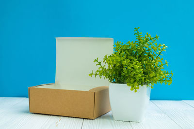Close-up of potted plant on table against blue wall