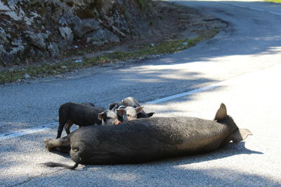 Piglets with pig on road