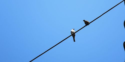 Low angle view of birds perching on cable