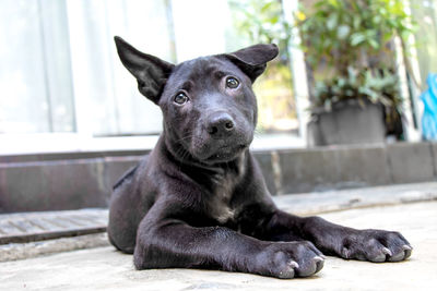 A black thai ridgeback puppy relaxing on the ground