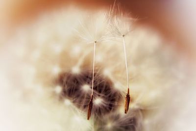 Close-up of dandelion against white background