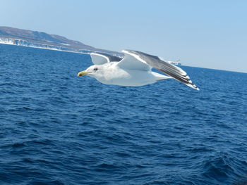 Swan flying over sea against sky