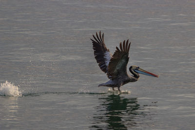 Bird flying over lake