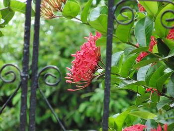 Close-up of red flowers