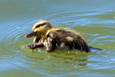 Duck swimming in a lake