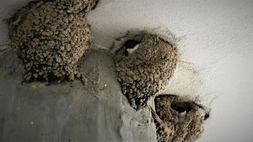 Close-up of bird on wall