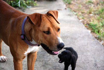 Dog standing on footpath