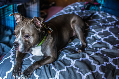 Close-up portrait of dog relaxing on floor