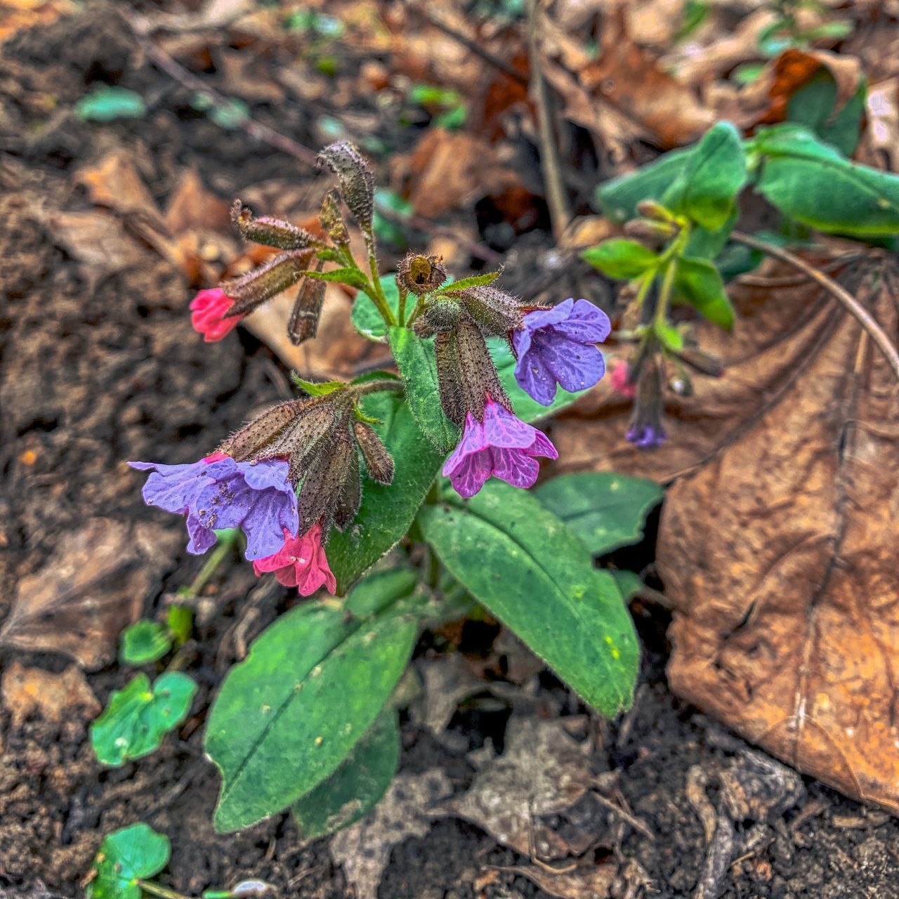 CLOSE-UP OF PURPLE FLOWERING PLANT LEAVES