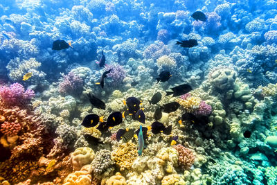 Close-up of coral in sea