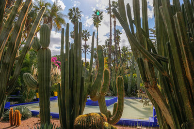 Palm trees growing on field against sky