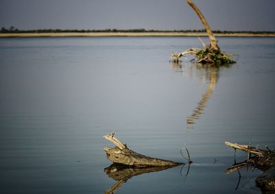 Close-up of grasshopper on lake against sky