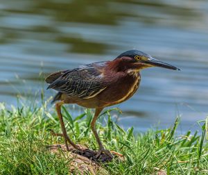 Close-up of gray heron perching on grass