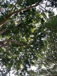 Low angle view of trees against sky