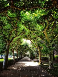 Trees in sunlight