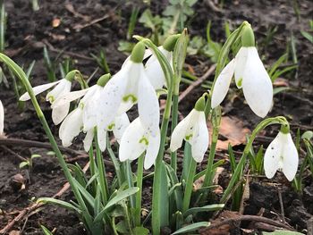 Close-up of white crocus blooming on field