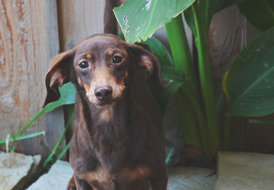 Portrait of dachshund by plant