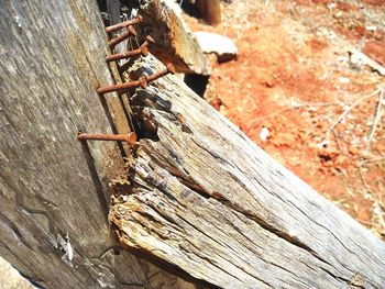 Close-up of lizard on wood