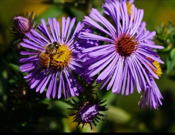Close-up of honey bee pollinating on purple flower