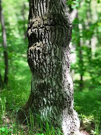 Close-up of tree trunk on field