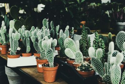 High angle view of potted plants for sale