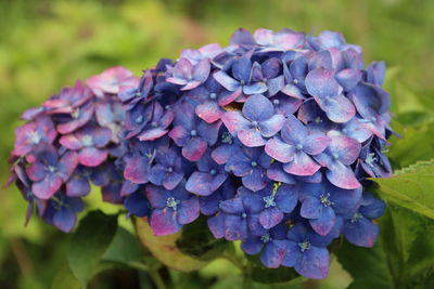 Close-up of wet purple hydrangea flowers