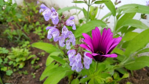 Close-up of purple flowers