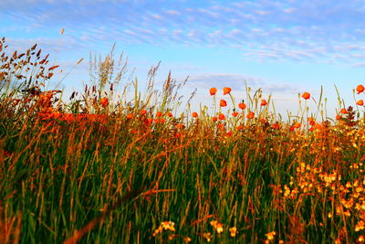 Close-up of red flowering plants on field