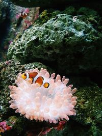 View of coral in sea