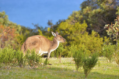 Grass Animal