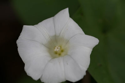 Close-up of white flowering plant