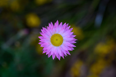 Close-up of purple flower
