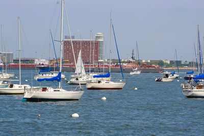 Sailboats moored in harbor