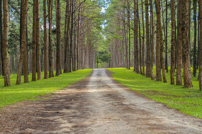 Dirt road amidst trees in forest