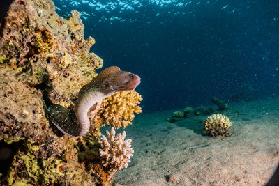 Moray eel mooray lycodontis undulatus in the red sea, eilat israel a.e