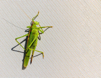 Close-up of grasshopper