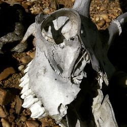 Close-up of animal skull