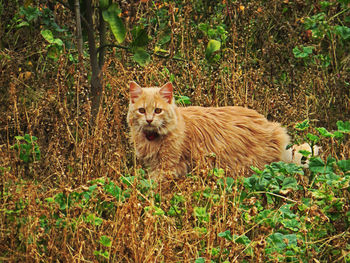 Portrait of cat