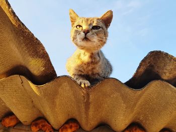 Low angle view of cat on roof against sky