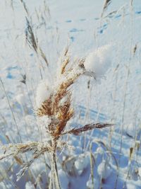 Close-up of frozen plant on land