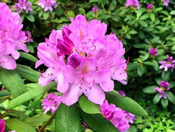 Close-up of pink flowers blooming outdoors