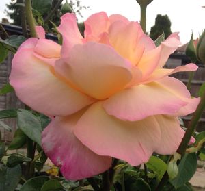 Close-up of pink rose