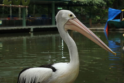 Swan in a lake