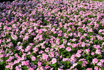 Full frame shot of pink flowering plants