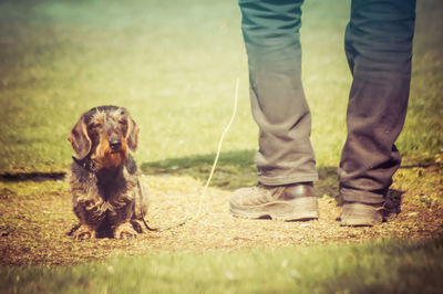 Dog standing on grassy field