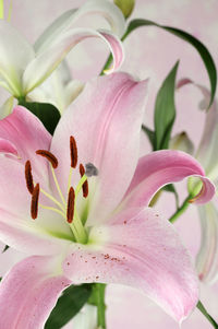 Beautiful lilies