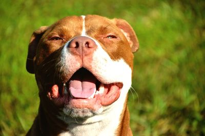 Close-up portrait of dog