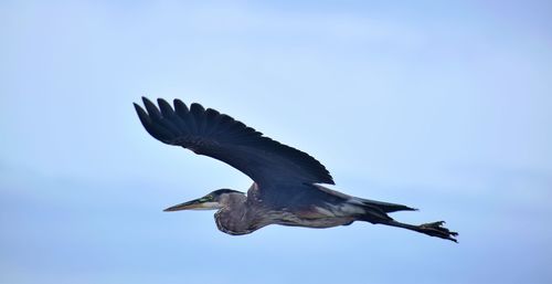Close-up of grey heron flying against clear sky
